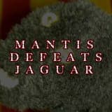 Mantis Defeats Jaguar