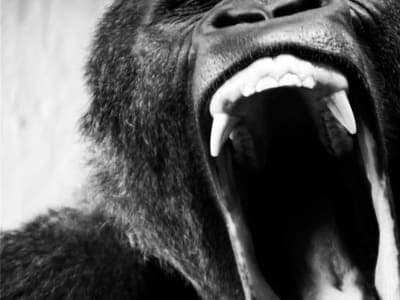 APE SHIFTER