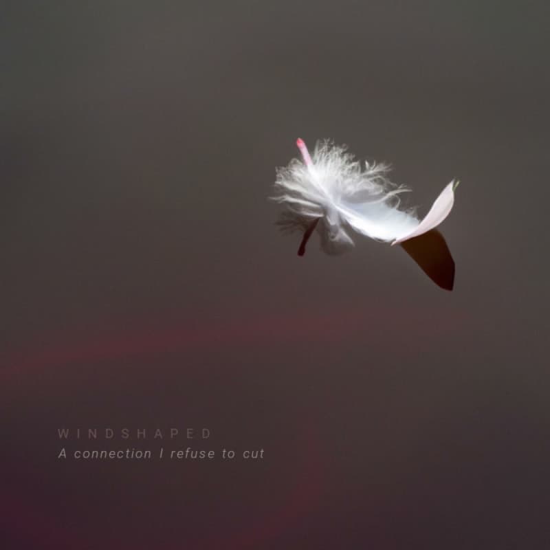 Windshaped