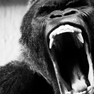 APE SHIFTER
