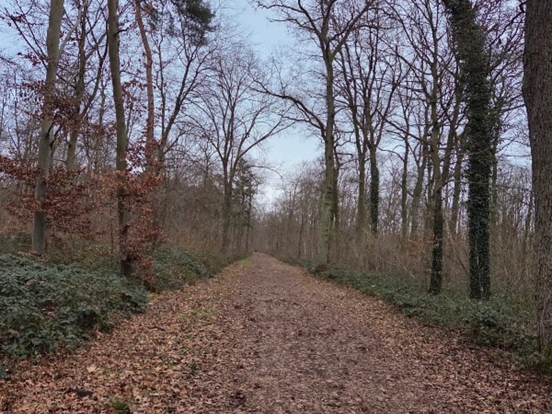 Walderholung Mutterstadt